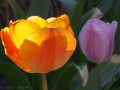 20160421_garten_IMG_4440