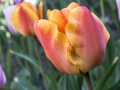 20160421_garten_IMG_4448