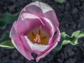 20160421_garten_IMG_4457