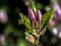 20160421_garten_IMG_4521