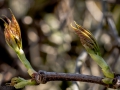20160421_garten_IMG_4541