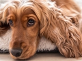cocker_IMG_4145 cocker_IMG_4145