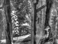 IMG_9495_6_7B&W_Artistic_30prozent IMG_9495_6_7B&W_Artistic_30prozent