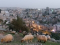 20170311 Amman, Schafe und 4 Mio. Menschen 20170311 Amman, Schafe und 4 Mio. Menschen