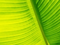 Banane grün