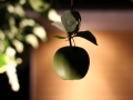 apfel