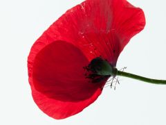 DSC_0368 DSC_0368