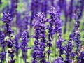 Gr_n mit Violett Gr_n mit Violett