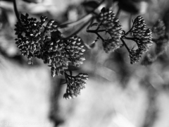 IMG_3979 IMG_3979