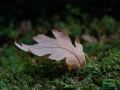 632018-11-09_11-06a 632018-11-09_11-06a