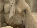LK_Tiere_004
