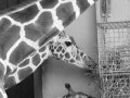 LK_Tiere_005