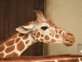 LK_Tiere_006