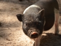 LK_Tiere_007