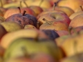 04 - Apfel 3 - Ausschnitt (IMG_7678_79_80_fused_natuerlich_ausschnitt_50prozent) 04 - Apfel 3 - Ausschnitt (IMG_7678_79_80_fused_natuerlich_ausschnitt_50prozent)