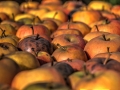 05 - Apfel 4 (IMG_7681_2_3Vibrant_30prozent) 05 - Apfel 4 (IMG_7681_2_3Vibrant_30prozent)