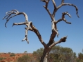 12 - Abgestorbener Baum 2 (20050922_australien_096_korrigiert2_farbe_50prozent) 12 - Abgestorbener Baum 2 (20050922_australien_096_korrigiert2_farbe_50prozent)