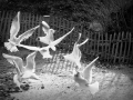 Zoo.07.jpg