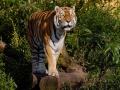 Zoo.13.jpg
