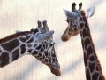 Zoo.16.jpg