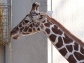 Zoo.17.jpg